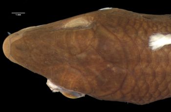Media type: image;   Herpetology R-6463 Aspect: head dorsal